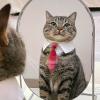 Tie Cat