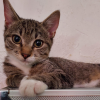 Case Cat
