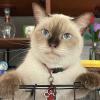Siamese Cat