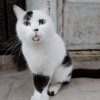 Istanbul Cat