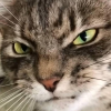 Stern Cat