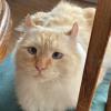 Toast Ed Marshmallow