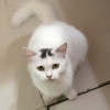 Sad Cat