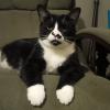 Chair Cat