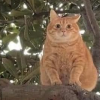 Tree Cat