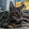 Growing Kitty