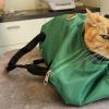 Cat Straightjacket