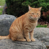 Rock Cat