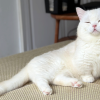 Judgey Cat