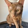 Brown Cat
