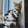 Spot Cat
