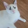 Eyebrow Cat