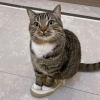 Shoe Cat