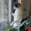 Window Cat