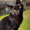 Outdoor Black Cat