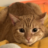 High Alert
