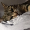 Resting Cat
