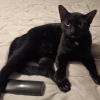 Prodigal Cat