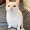 Resting Frown Face Cat