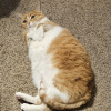 Chicken Nugget