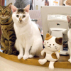 Cat Council