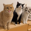 Serious Cats