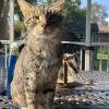Selector Cat 1