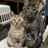 Cat Family