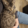 Lap Cat