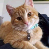 Cat 9yo