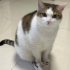 Shoe Cat