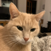 Kitty