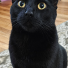 Black Cat