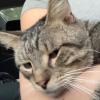 Selector Cat 2