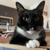 Box Cat