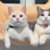 Cat Pair