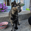 Future Adoptee