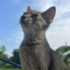 Sky Cat