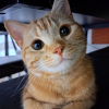 Tilted Orange