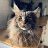 Algerian Cat