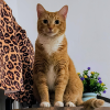 Leopard Cat