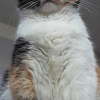 Chonk