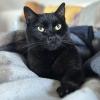 Black Cat