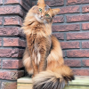 Brick Cat