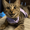 Giddy Kitty