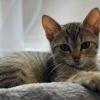 European Cat