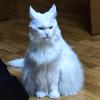 Jealous Cat