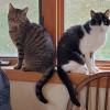 Cat Pair