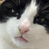 Cat Wants Your Supper