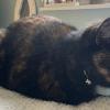Burnt Loaf